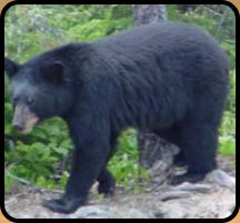 Hunting Bear at Northern Lure, Glidden, WI