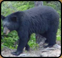 Hunting Bear at Northern Lure, Glidden, WI