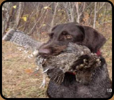 Hunting Grouse at Northern Lure, Glidden, WI